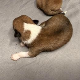 Franklin - Chocolate and white male Chihuahua puppy in Sherwood, Arkansas from Bartelt Breeders