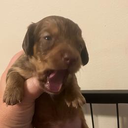 Jenni - Chocolate and tan female Dachshund puppy in Sharon Springs, New York from Show Us The Way Homestead
