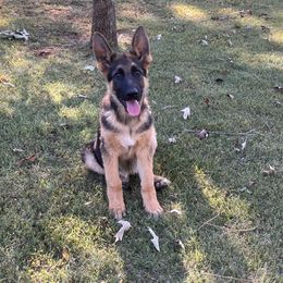 “Bowser”- FinalBoss - Black and tan German Shepherd puppy in Mc Donough, Georgia from Barick German Shepherds