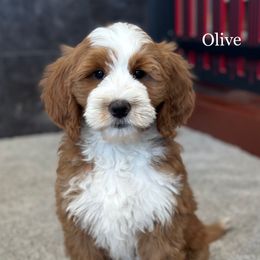 Olive - Red  female Goldendoodle puppy in Milford, Indiana from Railway Acres Kennel
