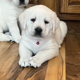 Gracie- Pink Collar Female - Yellow female Labrador Retriever puppy in Mansfield, Missouri from Leadhill Labs