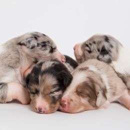 Border Collie Puppies from Contact Point Border Collies