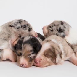 Border Collie Puppies from Contact Point Border Collies