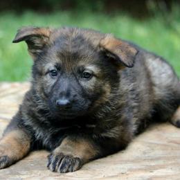 Oxana - Sable female German Shepherd puppy in Cumming, Georgia from Cainedelup
