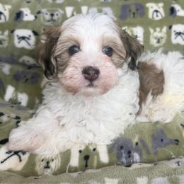 Heart's Gold sable and white boy - Gold sable male Havanese puppy in Williamson, Georgia from Windyhill Havanese