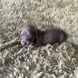 Kiwi - Blue and tan male Dachshund puppy in Moreno Valley, California from rdachshunds
