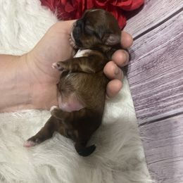 Girl 1 - Gold and white female Shih Tzu puppy in Tenino, Washington from Fantasy Realm Shih Tzus