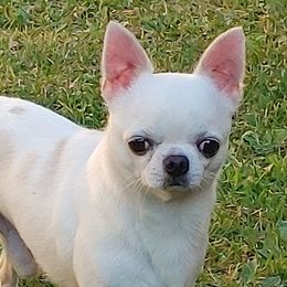 BUNNY - Chihuahua