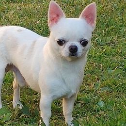 BUNNY - Chihuahua