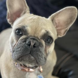 French Bulldogs from With Love Frenchies