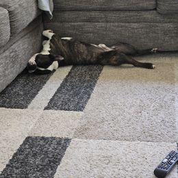 Boston Terrier Puppies from Howell Terriers