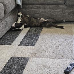 Boston Terrier Puppies from Howell Terriers