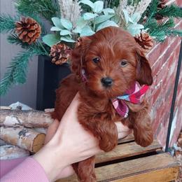Little Boy Blue - Apricot male Goldendoodle puppy in Little Rock, Arkansas from Adorable Mini Doodles LLC
