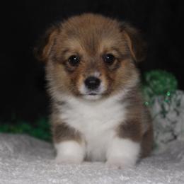 Toffee - Sable female Pembroke Welsh Corgi puppy in Washington from Castle View Royal Rumps