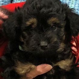 Aussiedoodle and Poodle Puppies from BA Doodles & Poodles