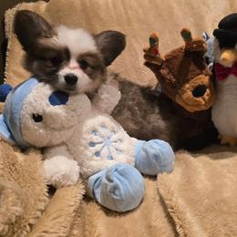 Joy - Red female Pembroke Welsh Corgi puppy in Hebron, Kentucky from The Clever Corgi