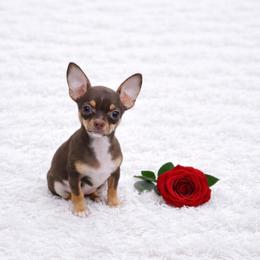Health Tested CKC Rose - Chocolate and tan female Chihuahua puppy in Scottdale, Pennsylvania from Itty Bitty Boston & Chi Co, Veteran Owned