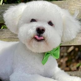 Bichon Frises from Savannah Bichons