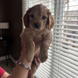 Cavapoo Puppies from Puppylove for Doodles