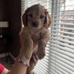 Cavapoo Puppies from Puppylove for Doodles