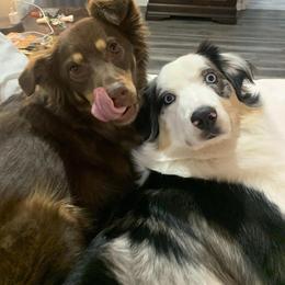 Australian Shepherd All Grown Up from Small Town Australian Shepherds