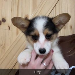 Grey - Black and tan male Pembroke Welsh Corgi puppy in Sturgis, Michigan from Eberle's Pembroke Welsh Corgis