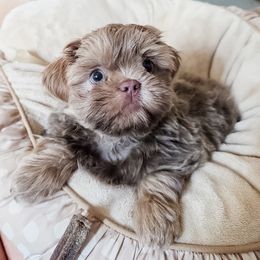Stetson Smoke - Lilac male Shih Tzu puppy in Jacksonville, Florida from Shih Tzus of Jacksonville