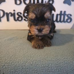 Anchor - Black and tan male Yorkshire Terrier puppy in Clermont, Florida from Bella's Prissy Butts