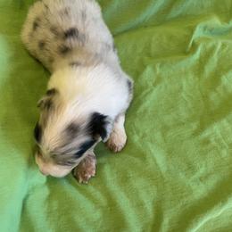 Gabriella - Blue merle female Australian Shepherd puppy in Hammond, Louisiana from Gold Ring Australian Shepherds