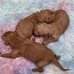 Goldendoodle Puppies from Southern Bred Pups