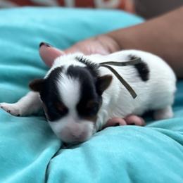 Bluey - Parti male Yorkshire Terrier puppy in La Verne, California from Sharon Johnson