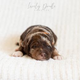 Orange Collar Boy - Merle male Australian Labradoodle puppy in Thousand Oaks, California from Lovely Doodle Lane