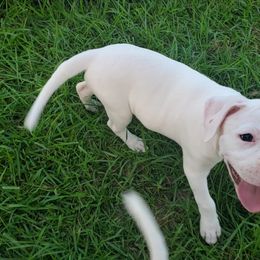 American Bulldog and French Bulldog Puppies from Slumski's Bulldogs