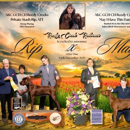 Redbone Coonhound puppies from Reedy Creek Redbones