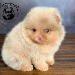 Cannoli - Lavender male Pomeranian puppy in Fultonville, New York from Sandy Aussies, Mini Dachshunds & Pomeranians
