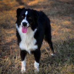Billie - Miniature Australian Shepherd