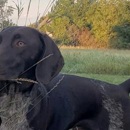 German Shorthaired Pointers from SAND CREEK Shorthairs