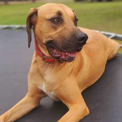 Black Mouth Curs and Miniature American Shepherds from C5 Kennels