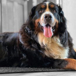 Opel - Bernese Mountain Dog