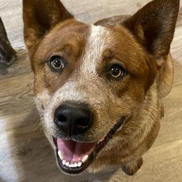 Boone - Australian Cattle Dog