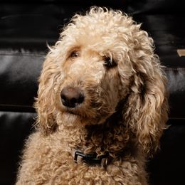 Mabel  - Poodle