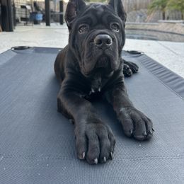Sadie - Black female Cane Corso puppy in Citrus Heights, California from NorCal Guardians