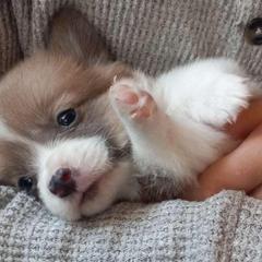 Aspen - Red male Pembroke Welsh Corgi puppy in Michigan from Metzger Homestead