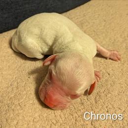 Chronos - Silver male Cockapoo puppy in Sunset, Louisiana from Cano Cockapoos