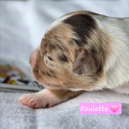 Roulette - Red merle female Miniature Australian Shepherd puppy in Powell Butte, Oregon from Willow Lane Ranch