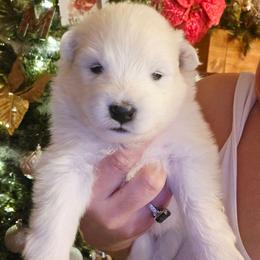 Yellow - White female Samoyed puppy in San Antonio, Texas from Hill Country Samoyeds