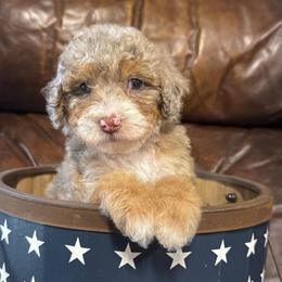 Sugar Smacks - Chocolate merle female Bernedoodle puppy in Rose Hill, North Carolina from Red Door Canines