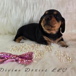 Bella - Black and cream female Dachshund puppy in Kansas City, Missouri from Divine Doxies LLC