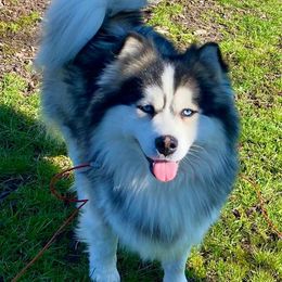 Titan - Pomsky