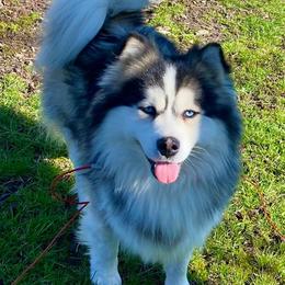 Titan - Pomsky